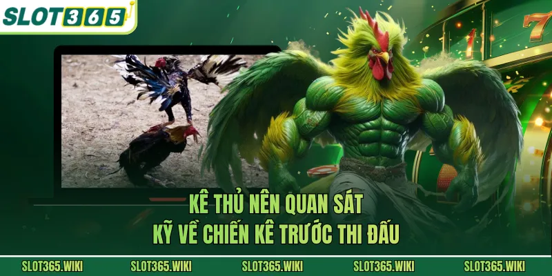 Kê thủ nên quan sát kỹ về chiến kê trước thi đấu